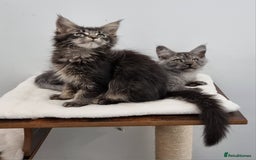 Maine Coon cats for sale: Pedigree Maine Coon Kittens for sale  - Image 36