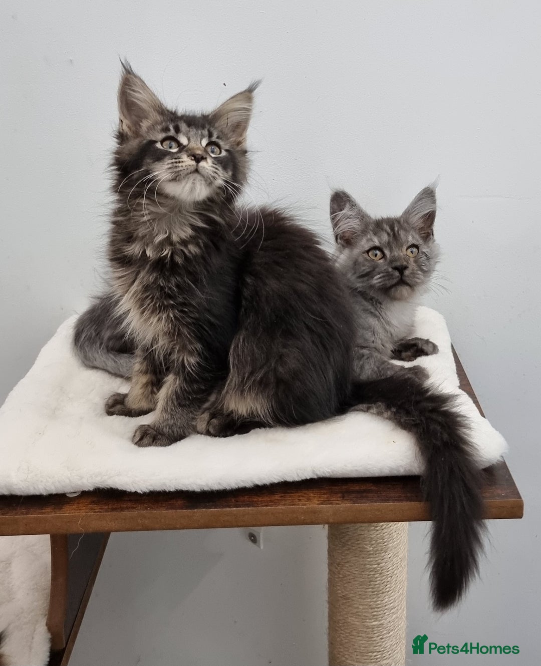 Maine Coon cats for sale: Pedigree Maine Coon Kittens for sale  - Image 36