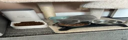 British Shorthair cats for sale: British Shorthair  - Advert 14