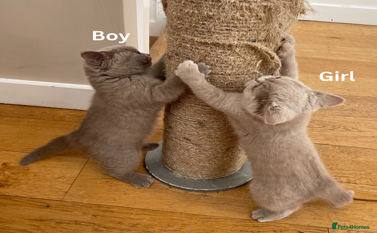 British Shorthair cats British Shorthair, Ready to be rehomed - Advert 1