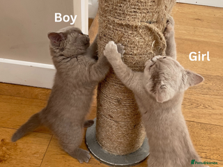 British Shorthair cats British Shorthair, Ready to be rehomed - Advert 1