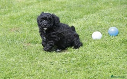 Cavapoochon dogs for sale: Cavapoochon puppies for sale - Image 4