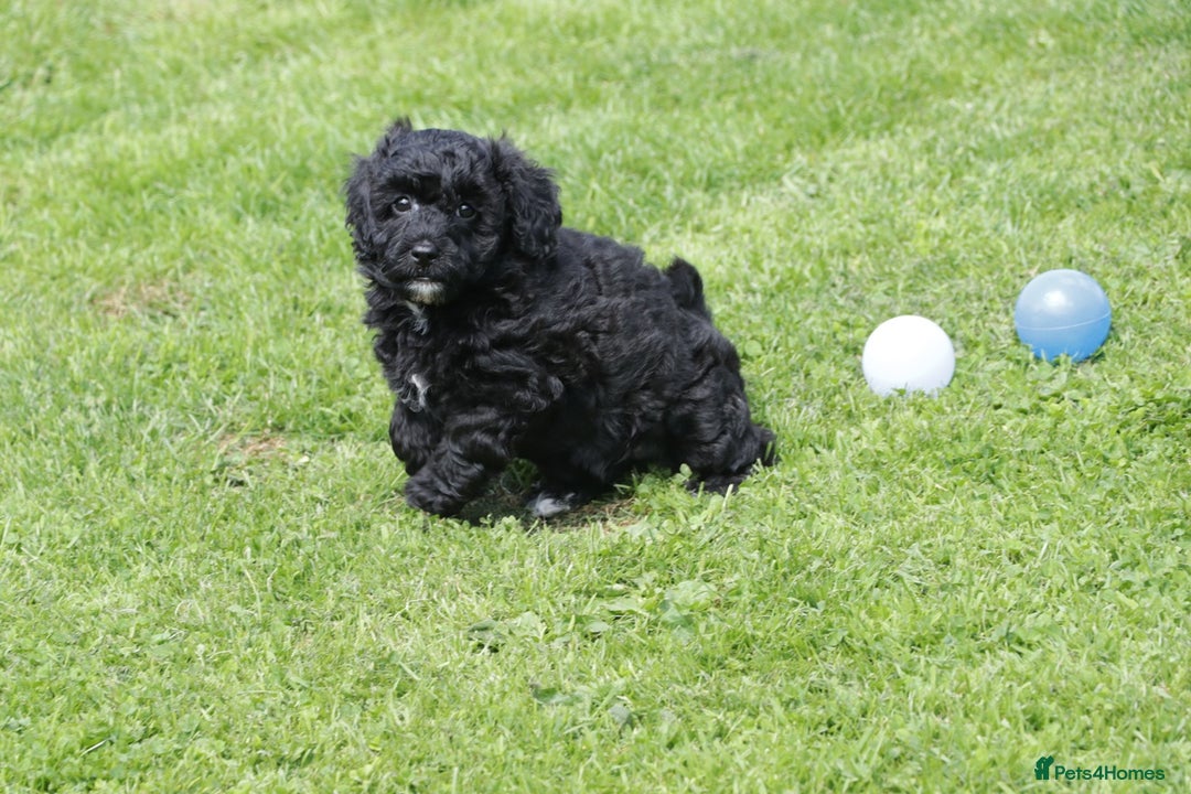 Cavapoochon dogs for sale: Cavapoochon puppies for sale - Image 4