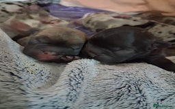 French Bulldog dogs for sale: 8 stunning french bulldogs - Advert 6