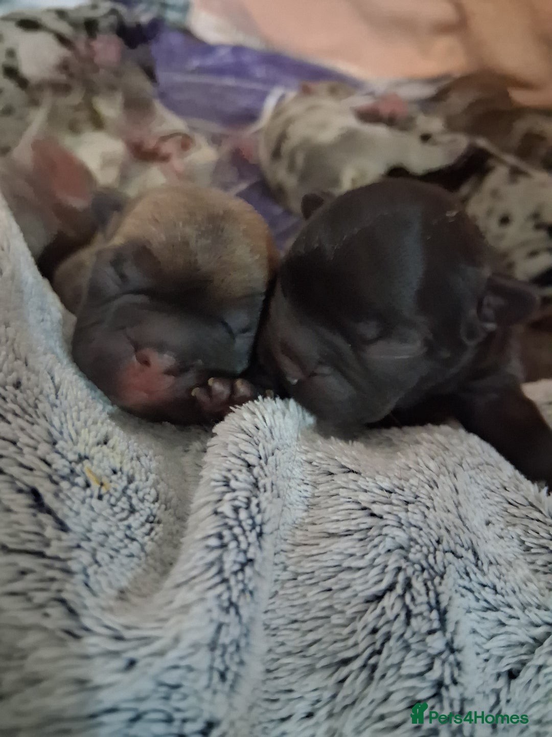 French Bulldog dogs for sale: 8 stunning french bulldogs - Advert 6