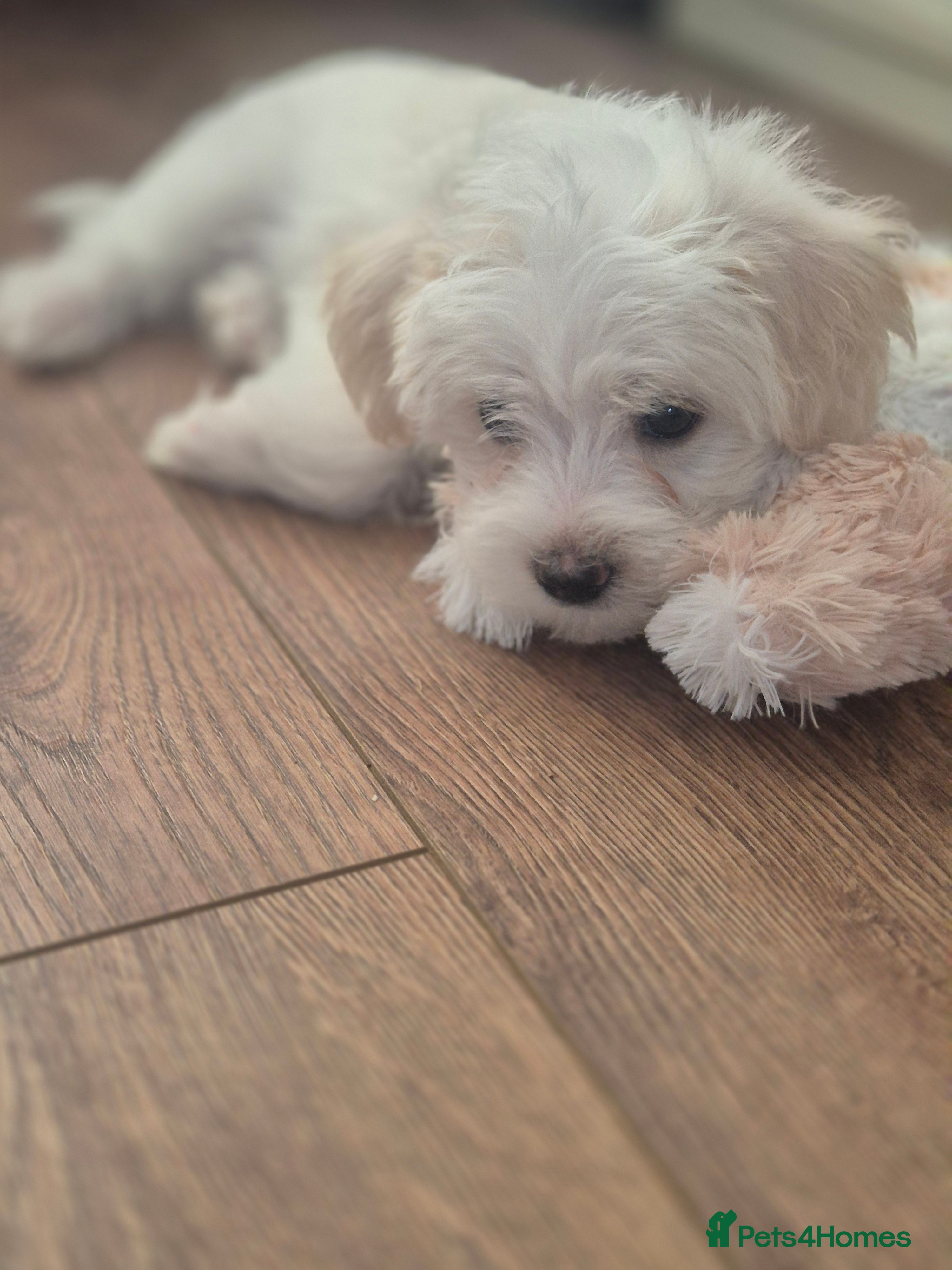Mixed Breed dogs 3 beautiful Shorkie puppies available 21st July - Advert 2