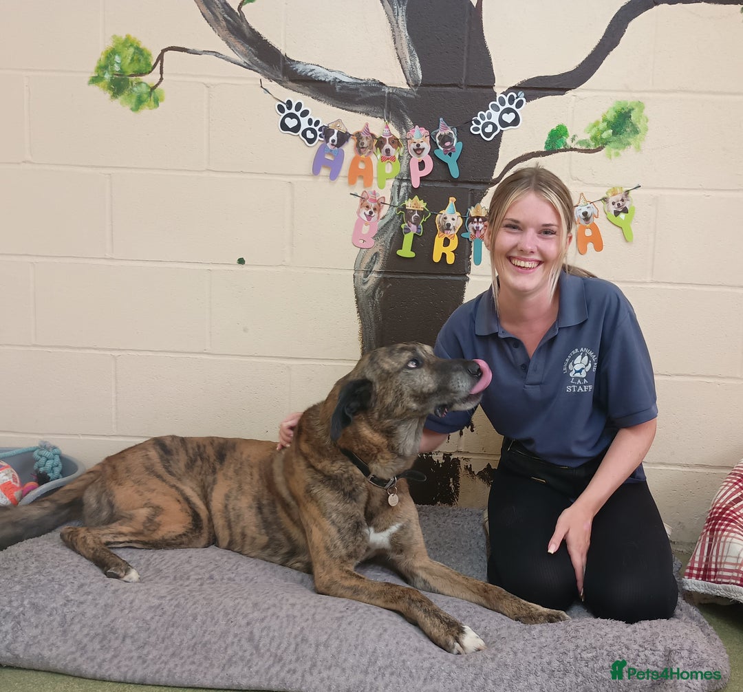 Mixed Breed dogs for adoption: Camel - Image 6
