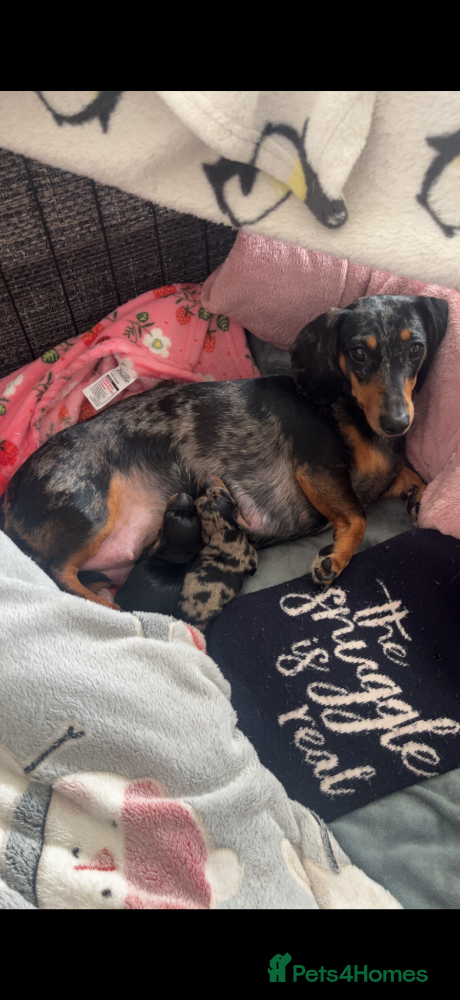 Miniature Dachshund dogs 2 miniature dachshunds for sale (smooth haired) - Advert 1