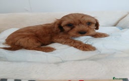 Cockapoo dogs for sale: Adorable F1B red cockapoo puppies  - Image 15