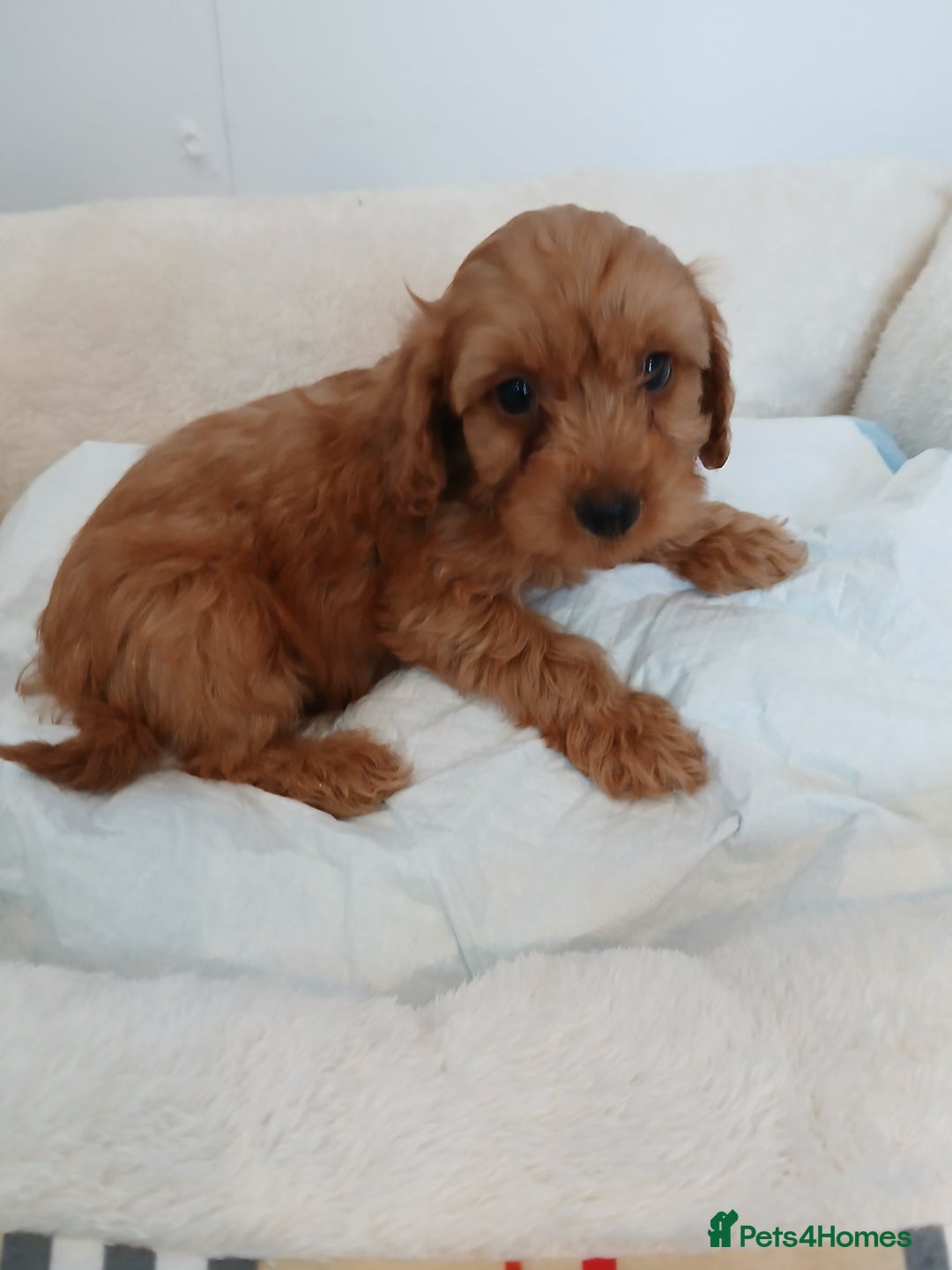 Cockapoo dogs for sale: Adorable F1B red cockapoo puppies  - Image 15
