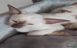 Oriental cats for sale: Full Pedigree Oriental 6 Kittens XL size ears GCCF - Image 39