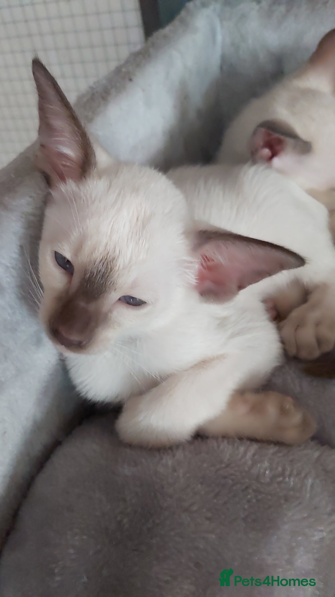 Oriental cats for sale: Full Pedigree Oriental 6 Kittens XL size ears GCCF - Image 39