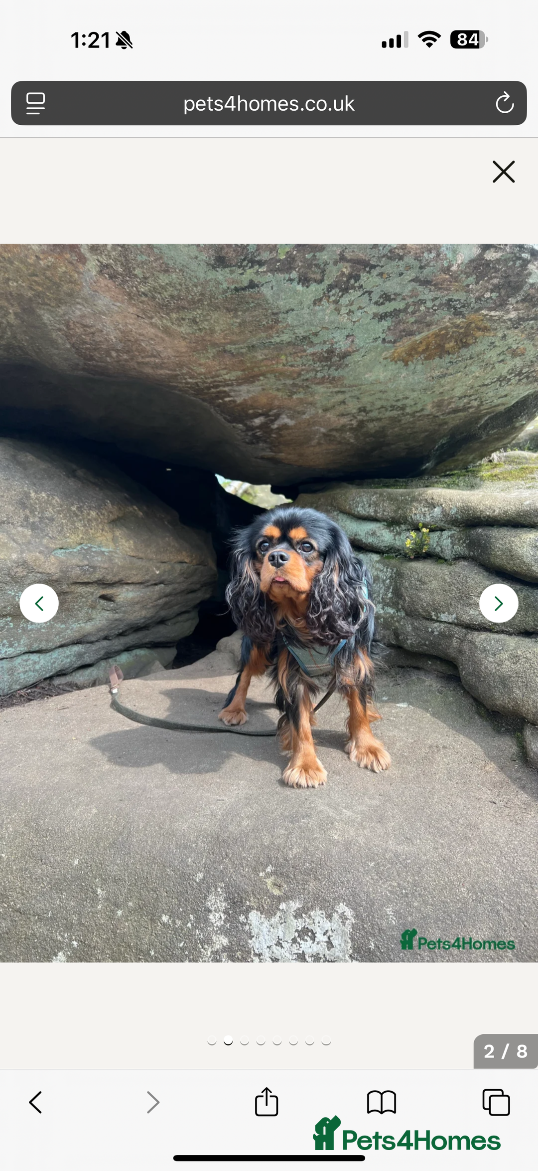Cavalier King Charles Spaniel dogs for sale: Ruby boys kc cavalier King Charles puppies  - Image 24