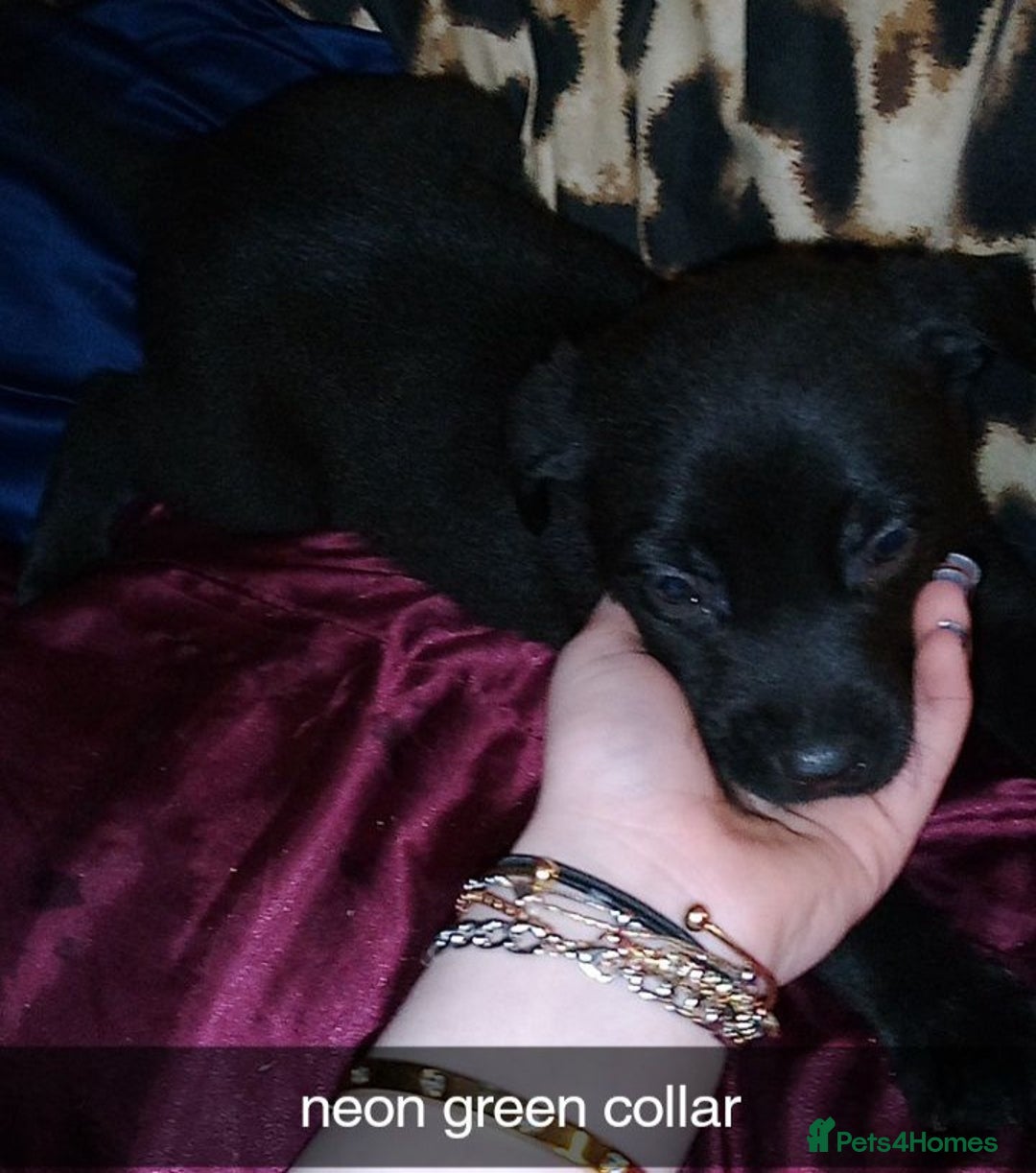 Mixed Breed dogs for sale: 10 lovely pups will be ready to go this week - Image 2