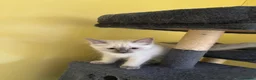 Ragdoll cats for sale: 🌟RAGDOLL KITTENS 🌟 - Advert 2
