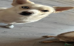 Pomsky dogs for sale: Rosie  - Image 3