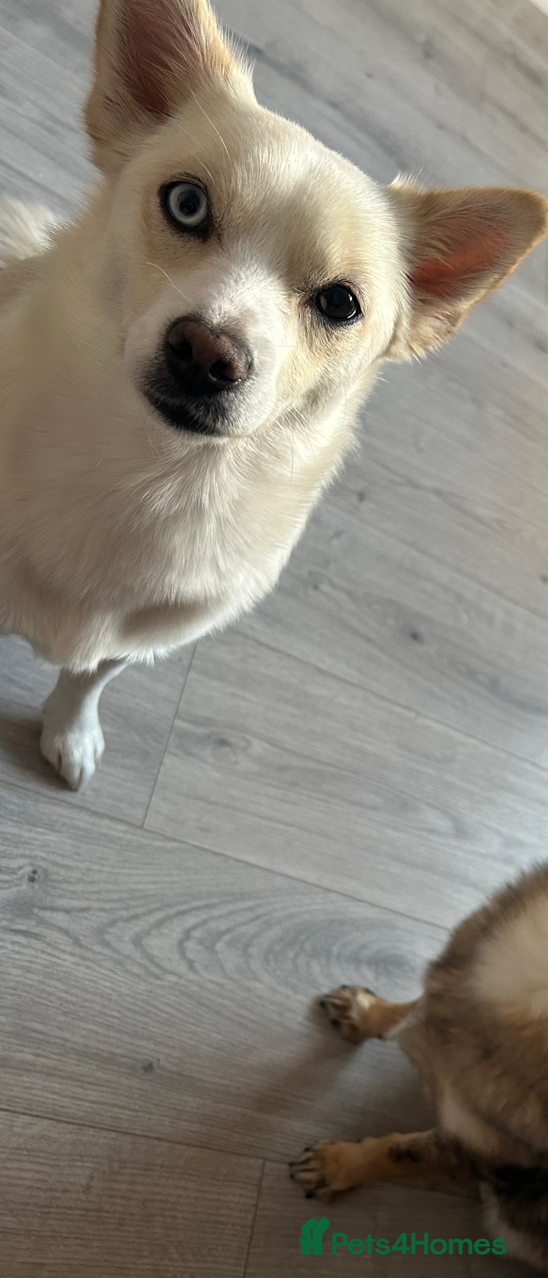 Pomsky dogs for sale: Rosie  - Image 3