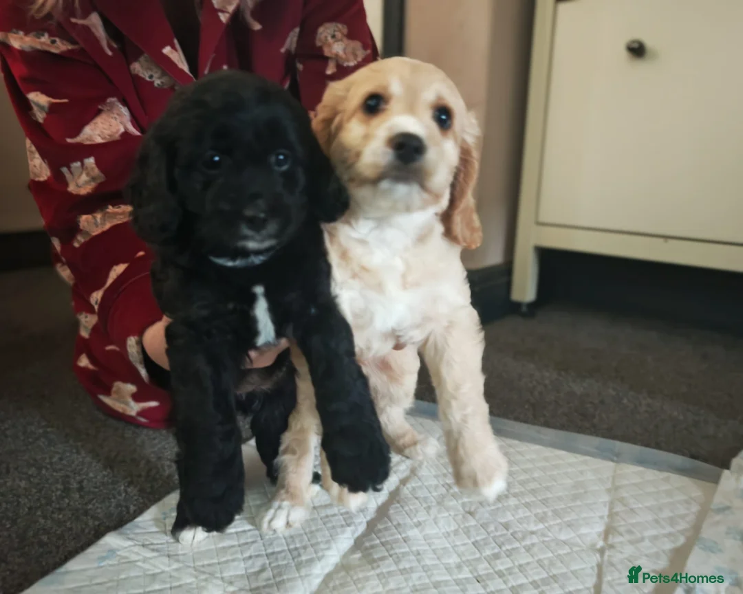 Cockapoo dogs for sale: Cockerpoo  puppys  - Advert 10