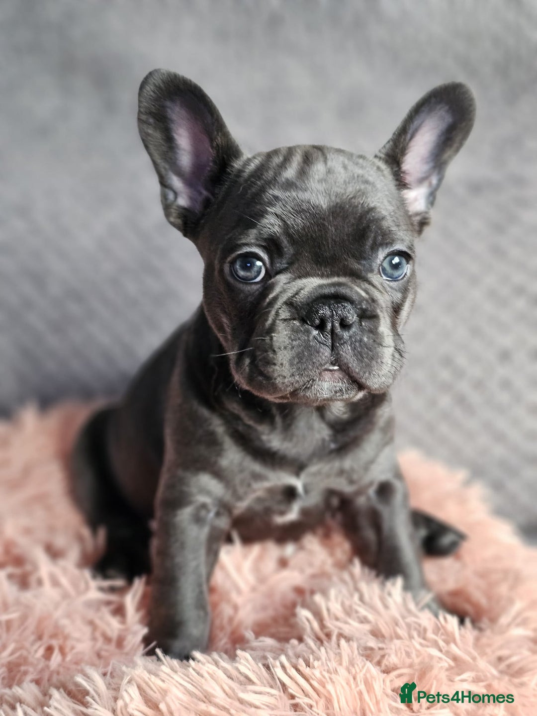 French Bulldog dogs for sale: Beautiful Fluffy French bulldogs - Image 9