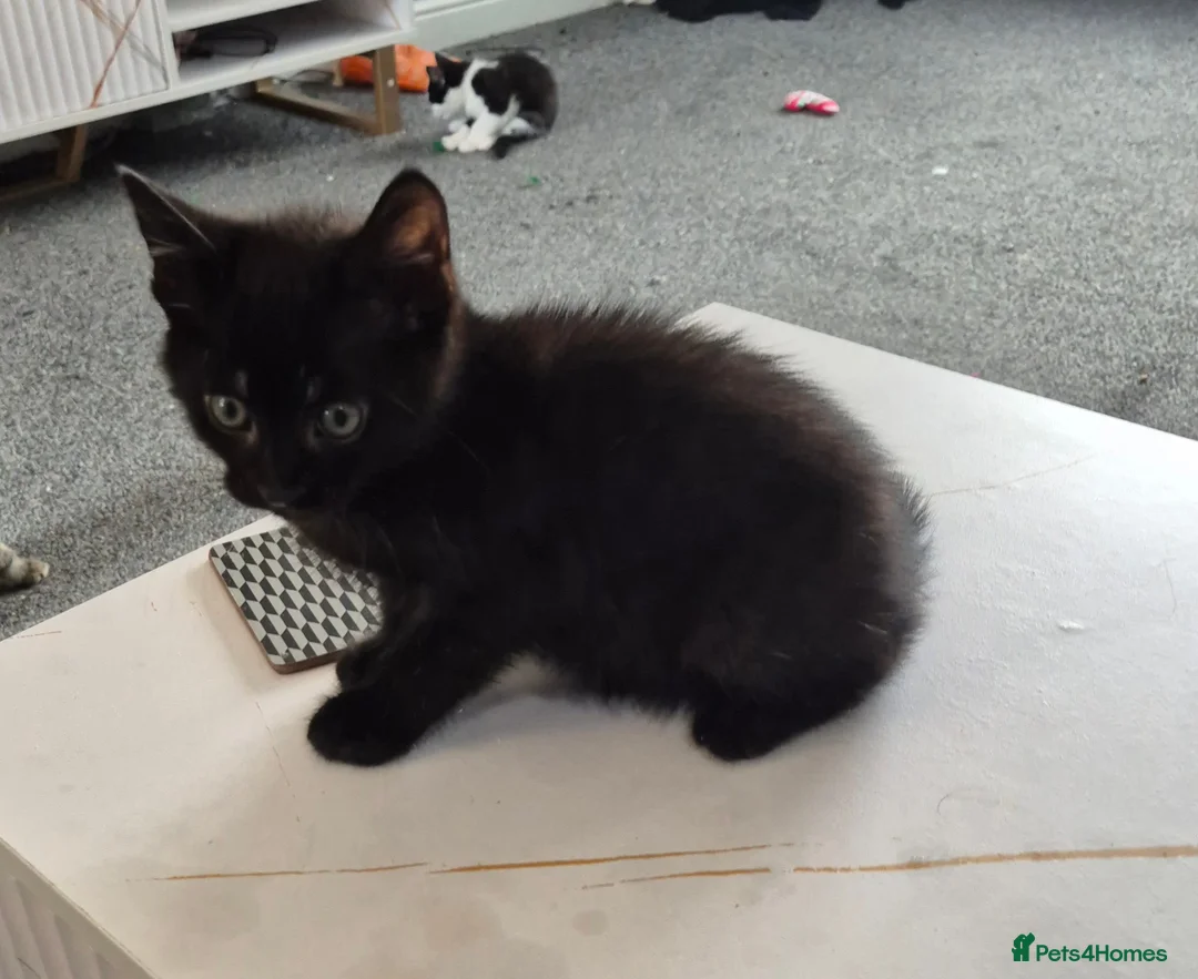 British Shorthair cats for sale: 2 boy kittens available  in Warrington - Advert 2