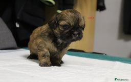 Shih Tzu dogs for sale: LOVELY SHIH TZU PUPPIES  - Image 5