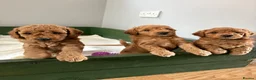 Miniature Poodle dogs for sale: Red Miniature poodle puppy🤎🐾 - Advert 2