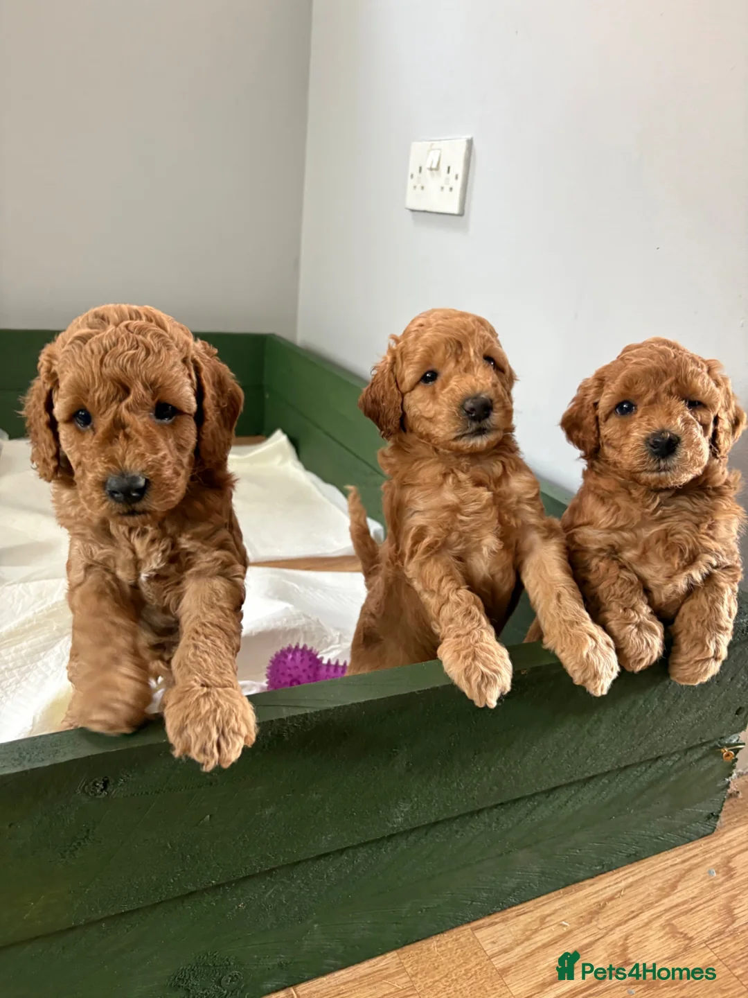 Miniature Poodle dogs for sale: Red Miniature poodle puppy🤎🐾 - Advert 2