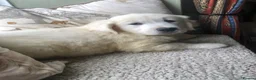 Golden Retriever dogs for sale: Lovely chunky cream puppies  - Advert 11