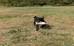 Labrador Retriever dogs for sale: Gorgeous black lab pups,FULLY HEALTH TEST PARENT - Image 9