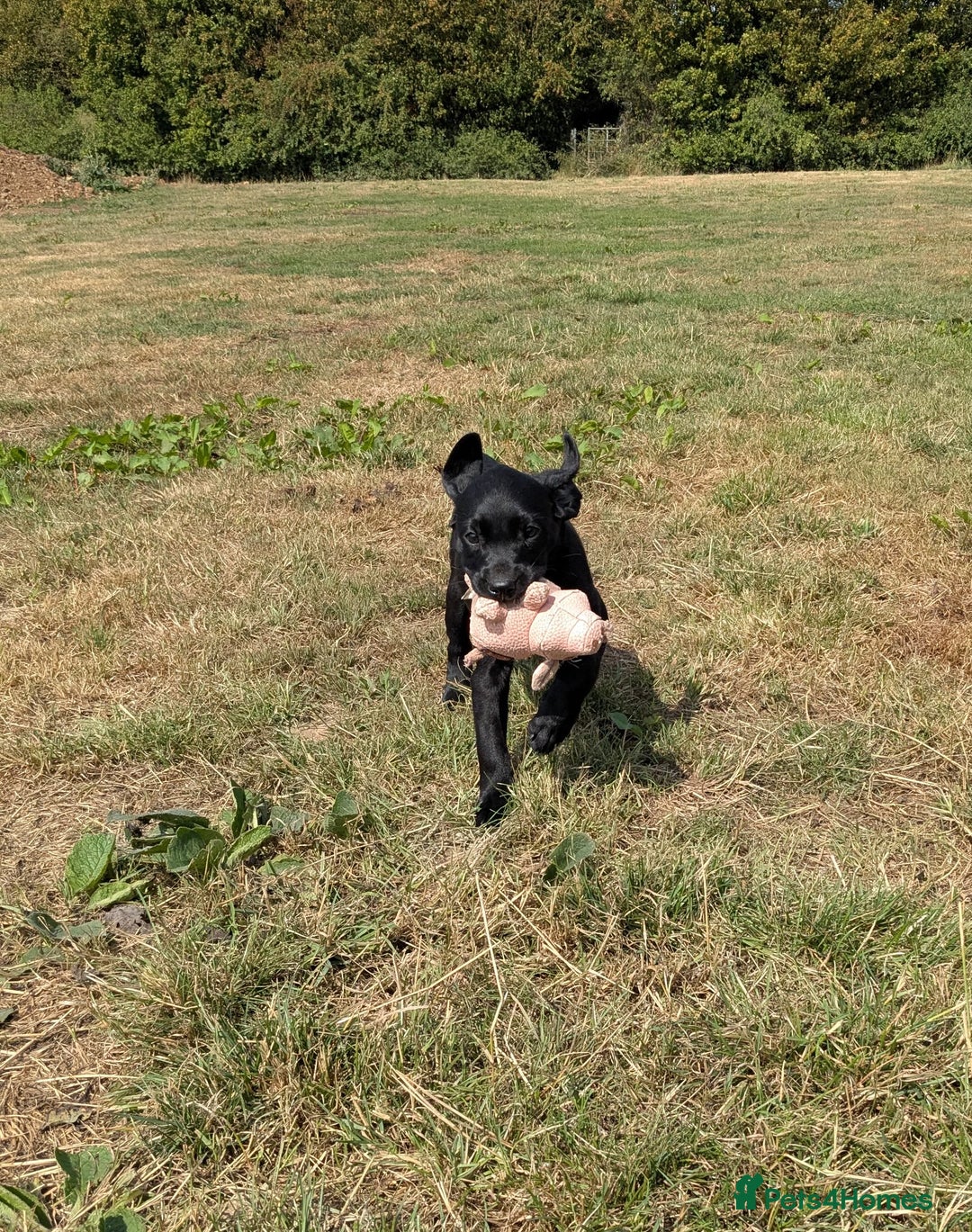 Labrador Retriever dogs for sale: Gorgeous black lab pups,FULLY HEALTH TEST PARENT - Image 9