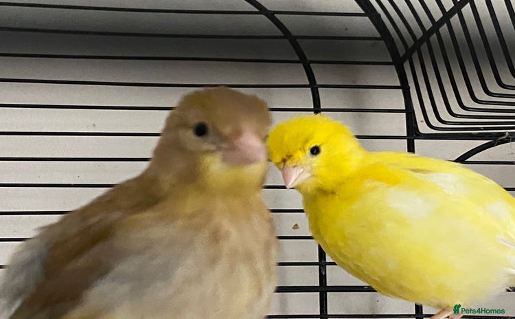 Canaries birds - Advert 3