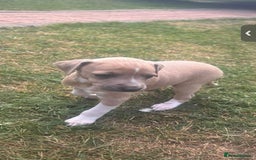 Italian Greyhound dogs for sale: Beautiful Italian greyhounds  - Image 10