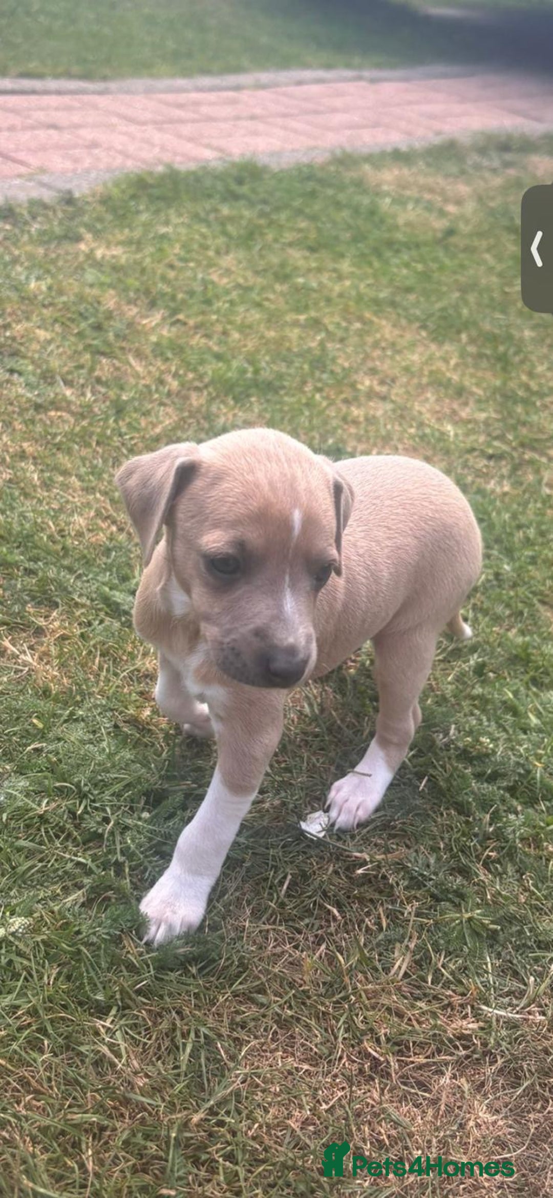 Italian Greyhound dogs for sale: Beautiful Italian greyhounds  - Image 10