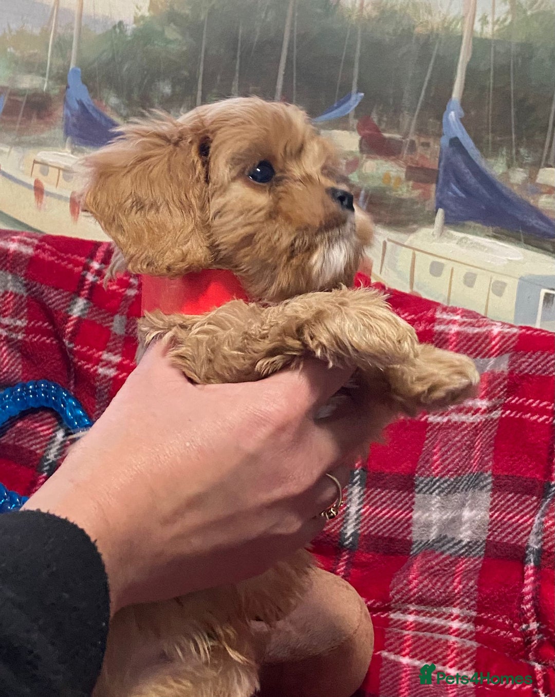 Cavachon dogs for sale: 6 beautiful cavachon puppies for sale - Advert 8