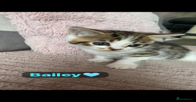 Mixed Breed cats - Advert 4