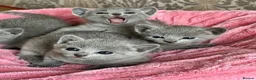 Russian Blue cats for sale: Silver Sapphire Soul three Enchanting Russian Blue in London - Advert 2