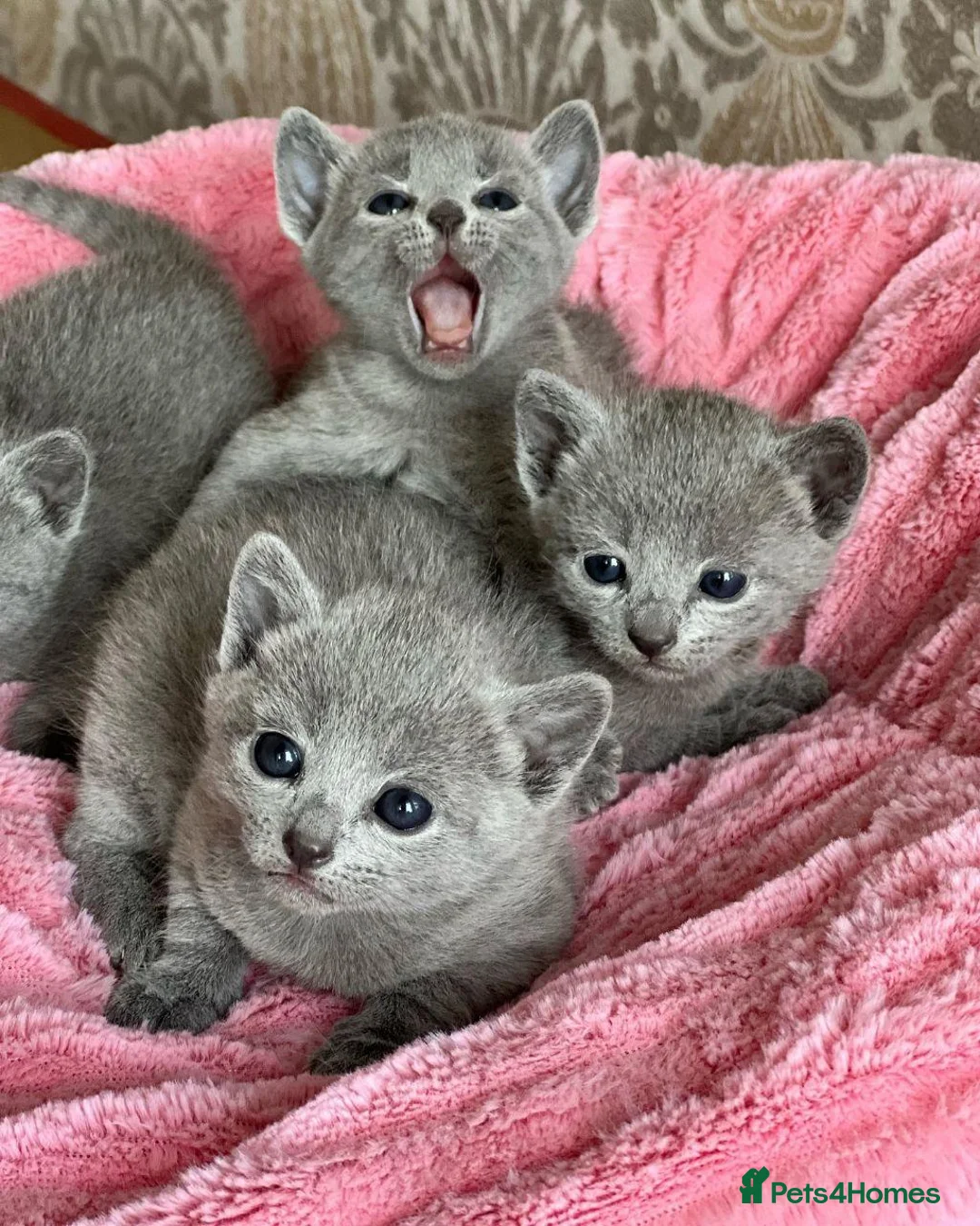 Russian Blue cats for sale: Silver Sapphire Soul three Enchanting Russian Blue in London - Advert 2
