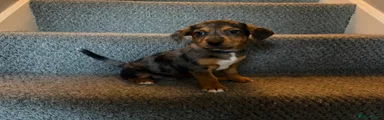 Jack Russell 1