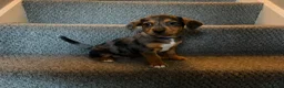 Jack Russell dogs for sale: Jack Russell puppies - Advert 26