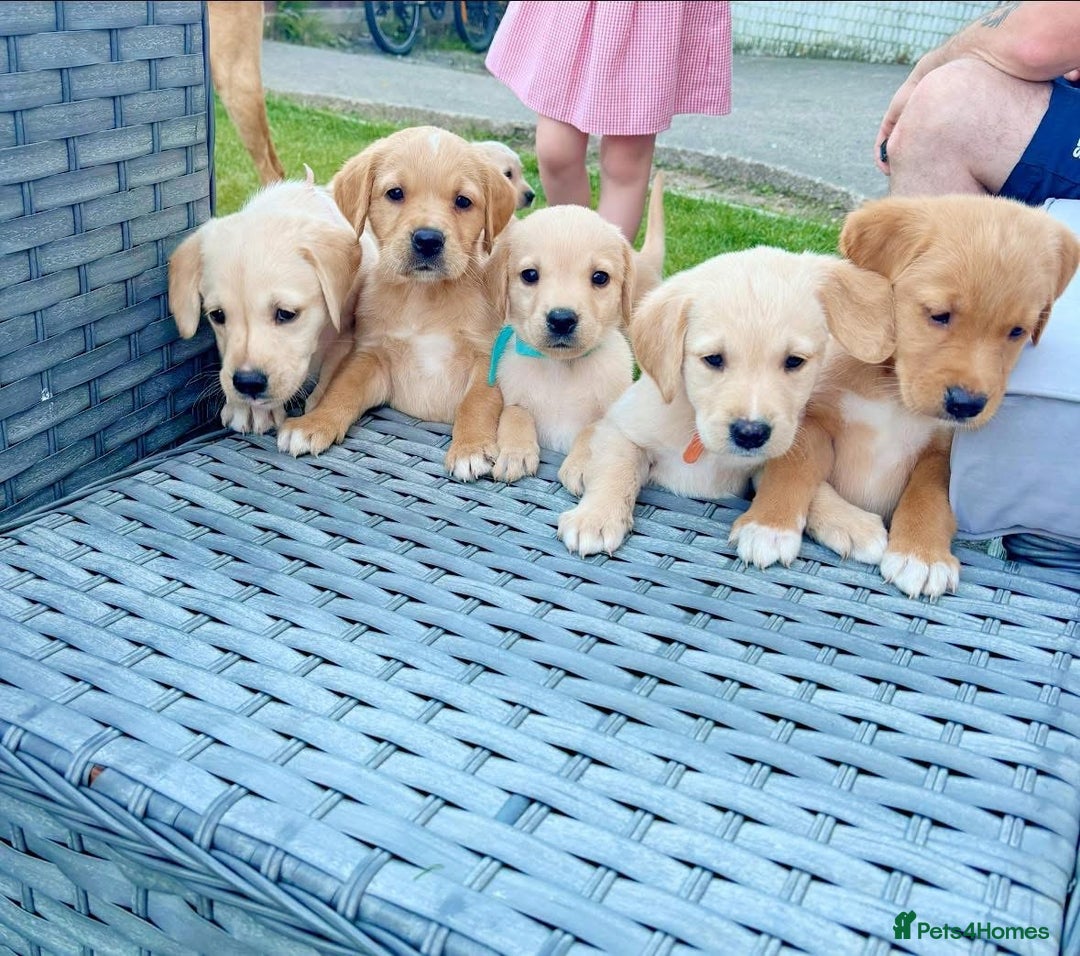 Goldador dogs for sale: Stunning Retriever cross Labrador puppy  - Image 4