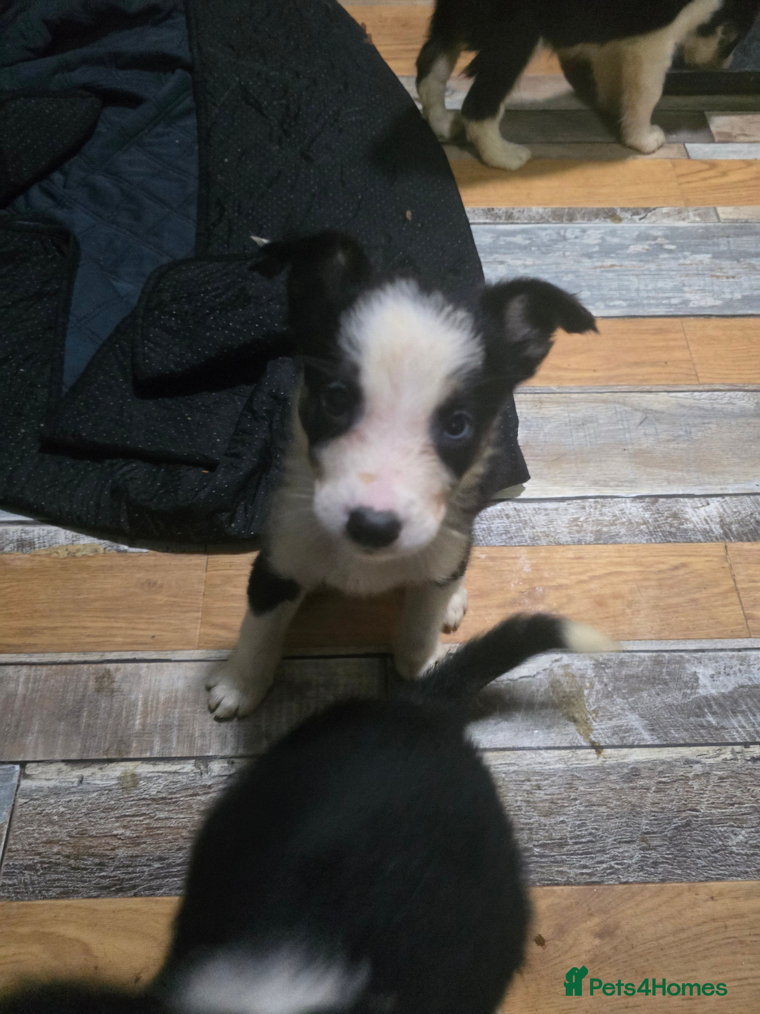 Border Collie dogs READY SOON - 3 x  Border Collie Pups - Advert 2