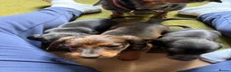 Dachshund dogs for sale: Standard kc Dachshund puppys  in Halifax - Advert 11