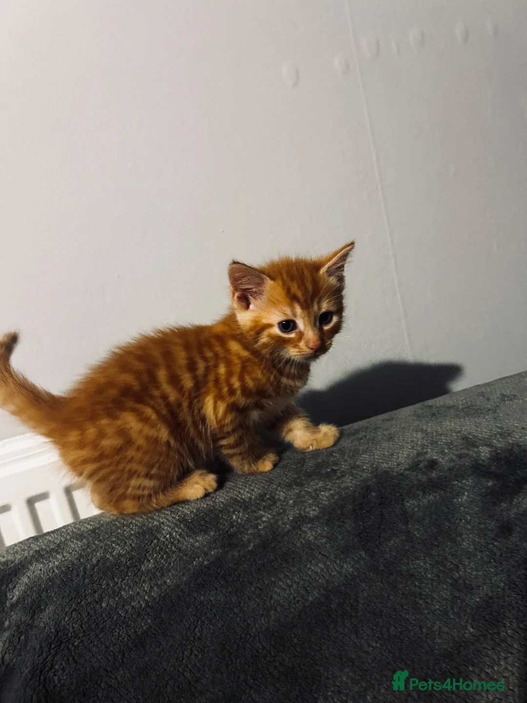 Mixed Breed cats for sale: Beatiful 2 male kittens for sale  in Liverpool - Advert 6