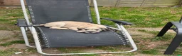 Mixed Breed dogs for sale: Sweet Rocco looking for new home - Advert 8