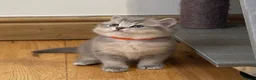 British Shorthair cats for sale: GCCF/TICA British Shorthair Champion line Kittens - Advert 19