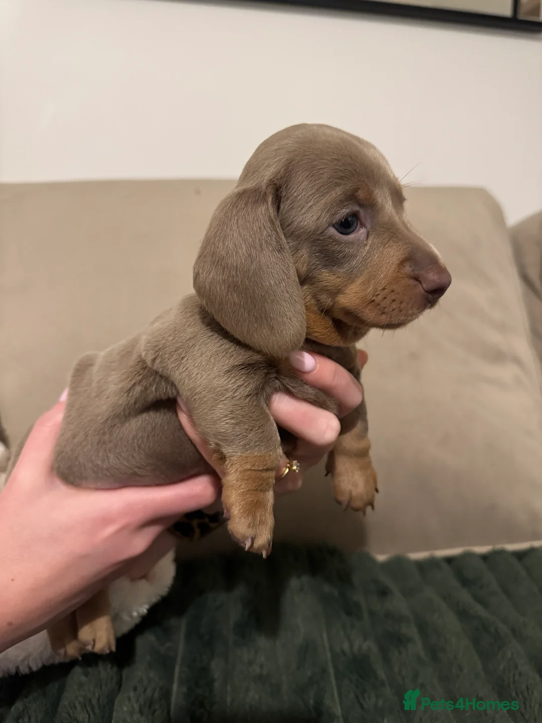 Miniature Dachshund dogs for sale: 2 beautiful Isabella and tan mini dachshunds  - Advert 2