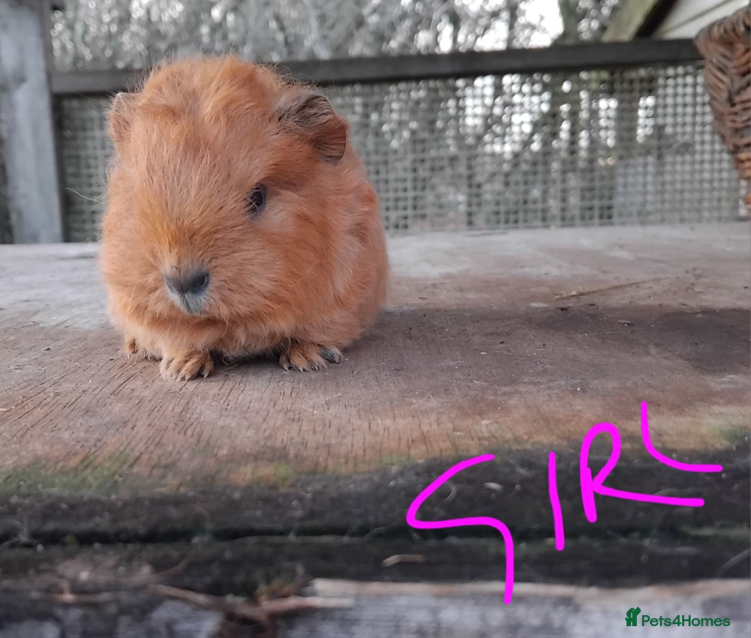 Guinea Pig rodents for sale: Swiss, Dalmation, Self Chocolate Boys and Girls - Advert 3