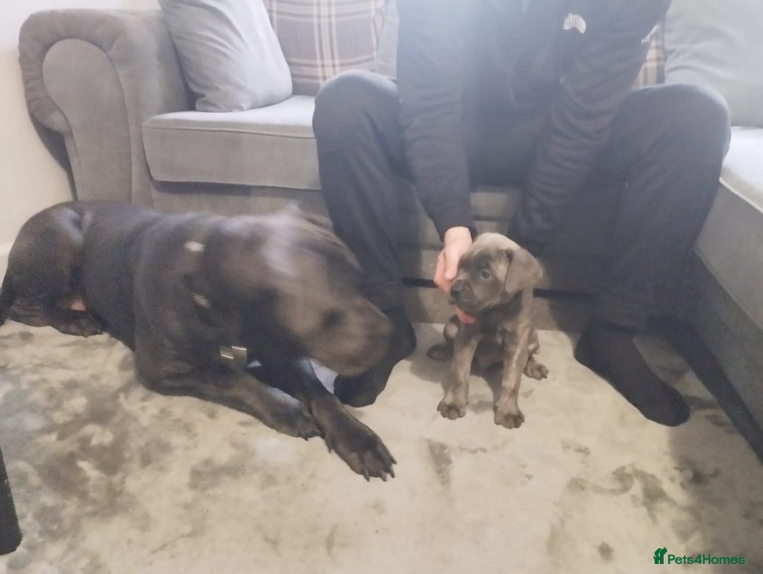 Cane Corso dogs for sale: Cane corsa - Image 4