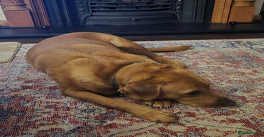 Labrador Retriever dogs - Advert 12