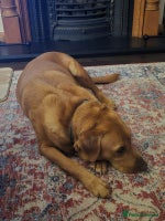 Labrador Retriever dogs - Advert 3